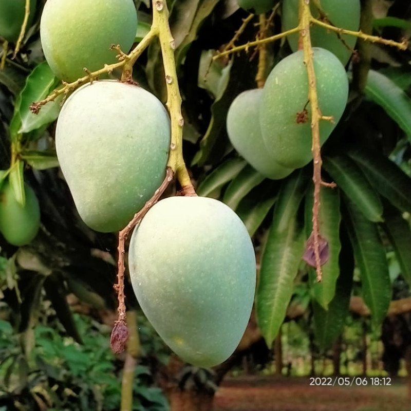 গোপালভোগ/গোবিন্দভোগ