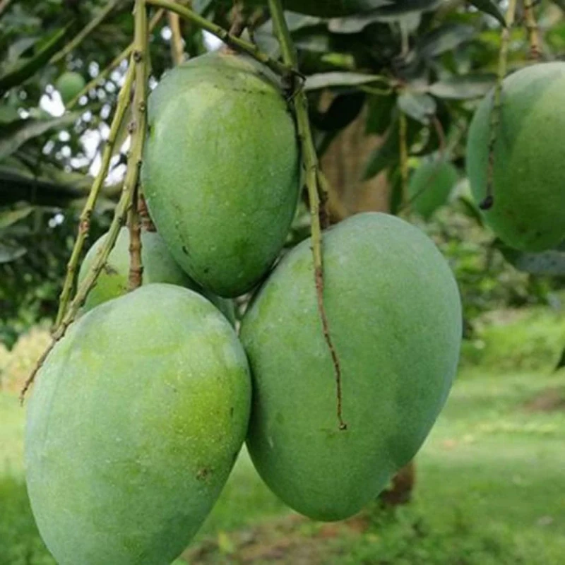সাতক্ষীরার খাঁটি গোবিন্দভোগ ( 20 KG )
