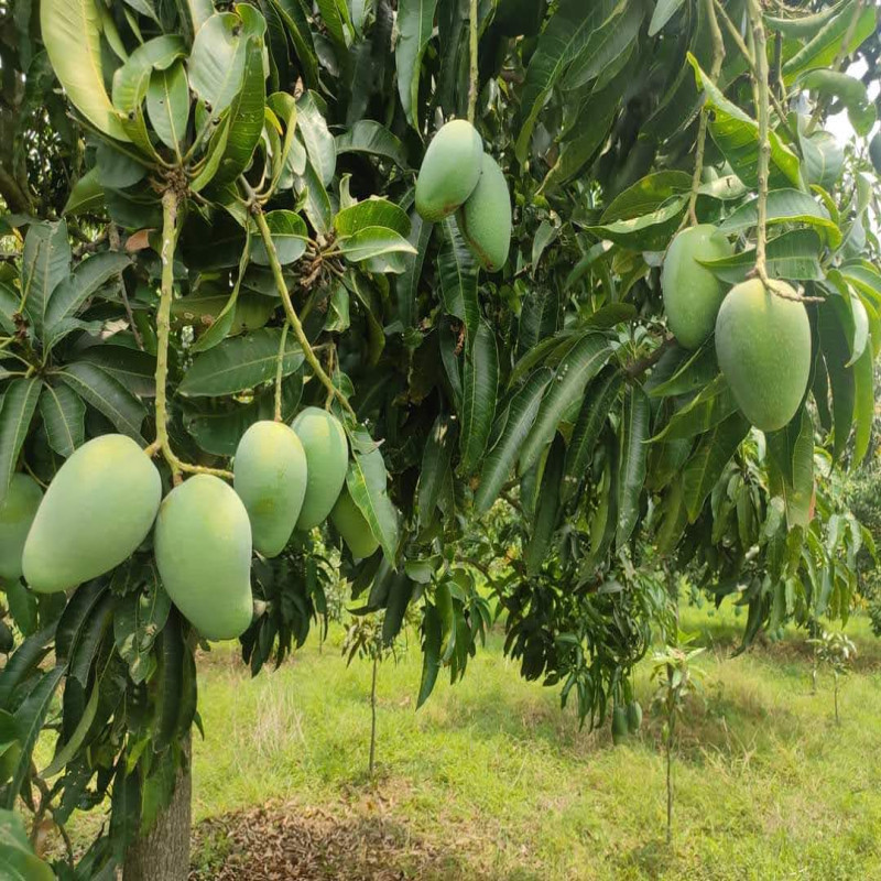 সাতক্ষীরার খাঁটি গোবিন্দভোগ ( 5 KG )